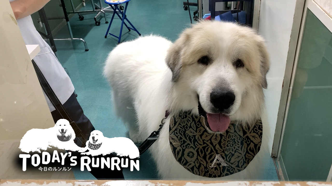 シャンプーしてフワフワ&モフモフMAXのアランです | 今日のルンルン